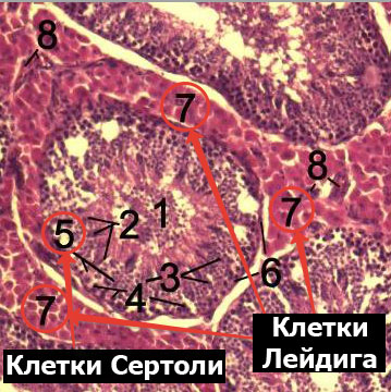 Сустанон або омнадрен: що краще вибрати