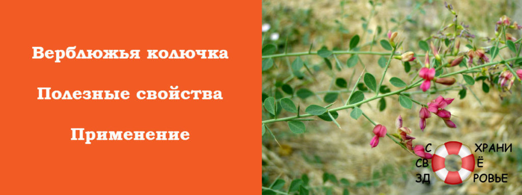 Верблюжа колючка – корисні властивості і протипоказання