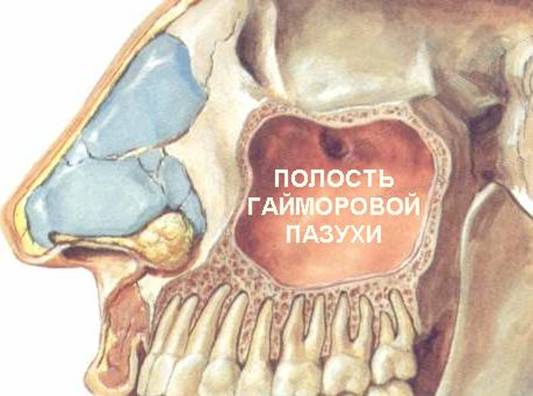 Які антибіотики приймати в таблетках при гаймориті у дорослих