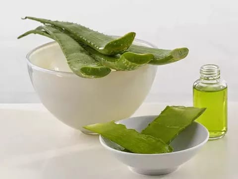 Як лікувати гайморит соком алое