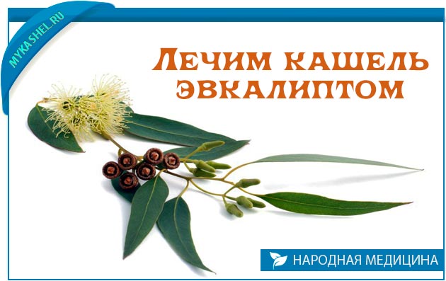 Як заварити евкаліпт від кашлю — Немає нежиті