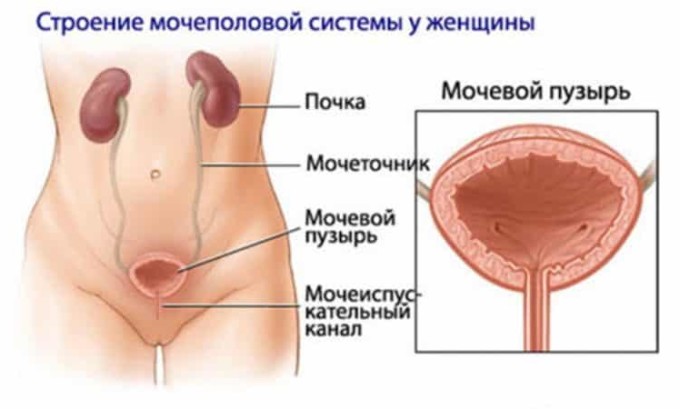 Як заварювати насіння кропу при циститі щоб перемогти недугу?