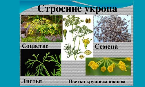 Як заварювати насіння кропу при циститі щоб перемогти недугу?
