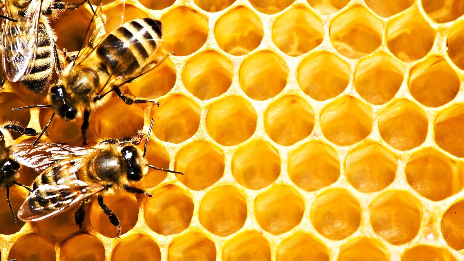 З чого роблять мед і як його видобувають