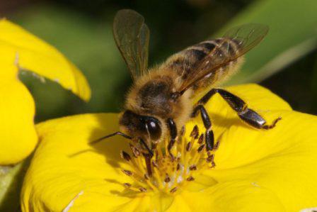 З чого складається мед хімічний склад меду