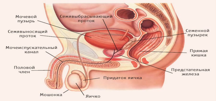 Заразний цистит як передається це захворювання