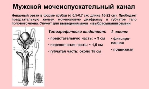 Заразний цистит як передається це захворювання