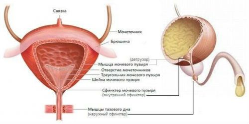 Зниження гіпоксії детрузора сечового міхура
