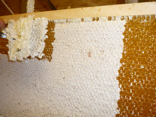 Забрус і його лікувальні властивості при різних захворюваннях